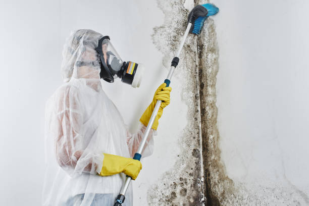 Best Attic Mold Removal  in West Allis, WI