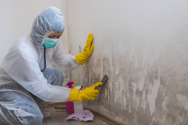 Best Certified Mold Removal  in West Allis, WI