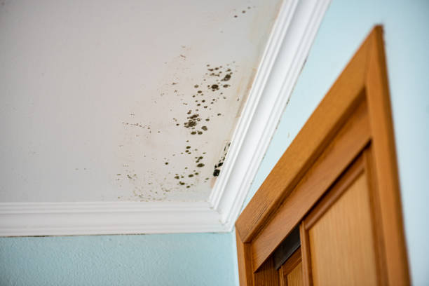 Best Fast Mold Removal  in West Allis, WI