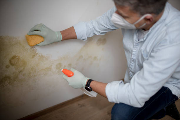 Best Mold Testing  in West Allis, WI