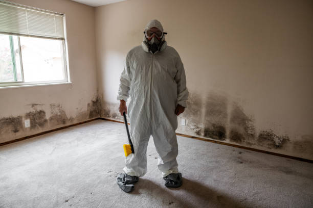 Best Mold Removal Company Near Me  in West Allis, WI