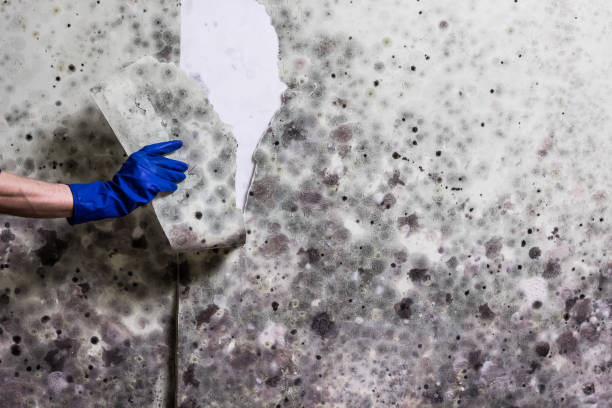 Best Toxic Mold Removal  in West Allis, WI