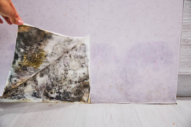 Best Mold Remediation Experts  in West Allis, WI